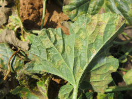 Symptôme foliaire typique du au mildiou , taches humides sur face inférieure de feuille de melon